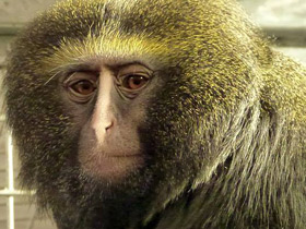 Фото Совинолицая мартышка