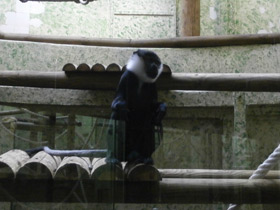 Фото Бородатая мартышка