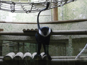 Фото Бородатая мартышка