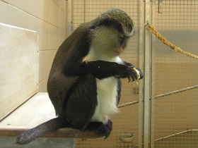 Фото Мартышка-мона