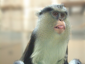 Мартышка-мона Мартышка-мона