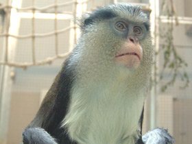 Фото Мартышка-мона