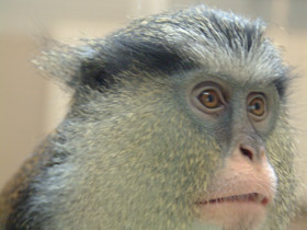 Мартышка-мона Мартышка-мона