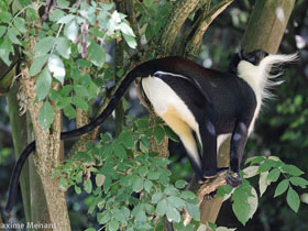 Фото Роловейская мартышка