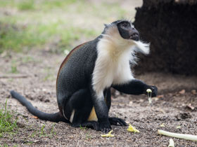 Фото Роловейская мартышка