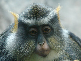 Фото Мартышка Вольфа