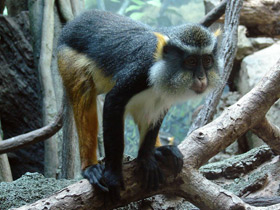 Фото Мартышка Вольфа