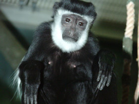 Восточный колобус Восточный колобус