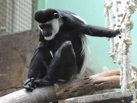 Фото Восточный колобус