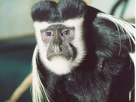 Восточный колобус Восточный колобус