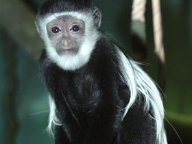 Фото Восточный колобус