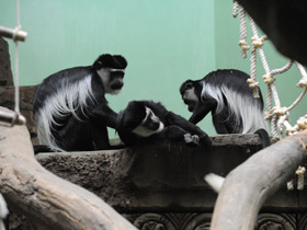 Фото Восточный колобус