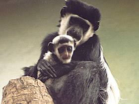 Фото Восточный колобус