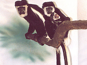 Фото Восточный колобус