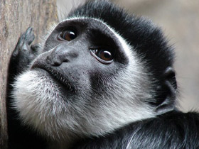 Фото Восточный колобус