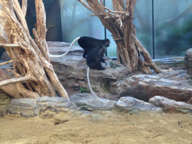 Смотреть фото Королевский колобус Фото Королевский колобус