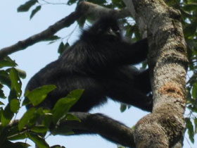 Фото Чёрный колобус