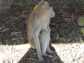 Фото Красная мартышка