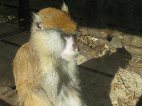 Фото Красная мартышка