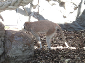 Фото Красная мартышка