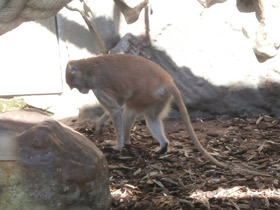 Фото Красная мартышка