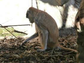 Фото Красная мартышка