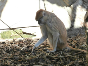 Фото Красная мартышка