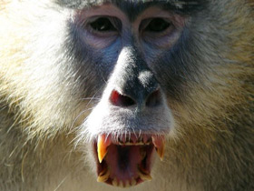 Красная мартышка Красная мартышка