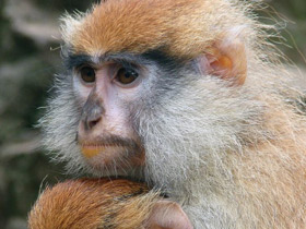 Фото Красная мартышка