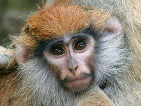 Красная мартышка Красная мартышка