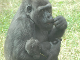 Смотреть фото Западная равнинная горилла Фото Западная равнинная горилла