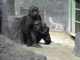 Смотреть фото Западная равнинная горилла Фото Западная равнинная горилла
