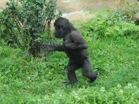 Смотреть фото Западная равнинная горилла Фото Западная равнинная горилла