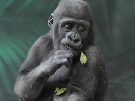 Западная равнинная горилла Западная равнинная горилла