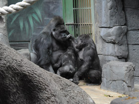 Смотреть фото Западная равнинная горилла Фото Западная равнинная горилла