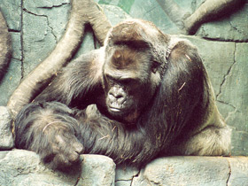 Западная равнинная горилла Западная равнинная горилла