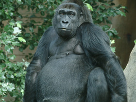 Западная равнинная горилла Западная равнинная горилла