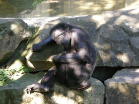 Смотреть фото Шимпанзе Фото Шимпанзе