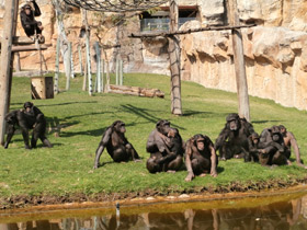 Смотреть фото Шимпанзе Фото Шимпанзе