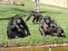 Смотреть фото Шимпанзе Фото Шимпанзе