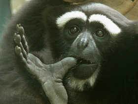 Восточный хулок Восточный хулок