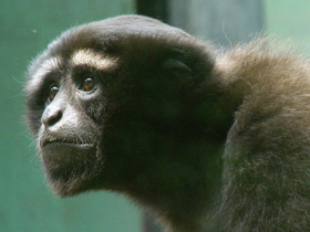 Фото Восточный хулок