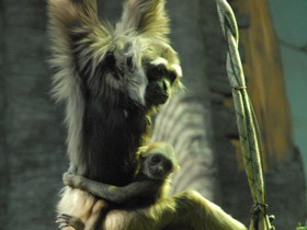 Фото Чернорукий гиббон