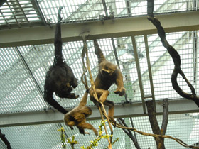 Фото Чернорукий гиббон