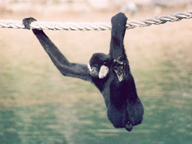 Смотреть фото Черный (белощёкий) гиббон Фото Черный (белощёкий) гиббон