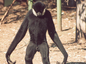Смотреть фото Черный (белощёкий) гиббон Фото Черный (белощёкий) гиббон