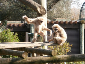 Смотреть фото Белорукий гиббон Фото Белорукий гиббон