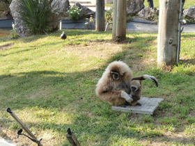 Смотреть фото Белорукий гиббон Фото Белорукий гиббон