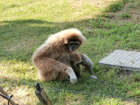 Смотреть фото Белорукий гиббон Фото Белорукий гиббон
