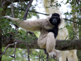 Фото Кампучийский гиббон
